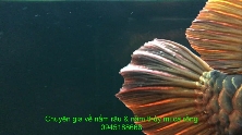 Nấm thủy mi cá rồng 